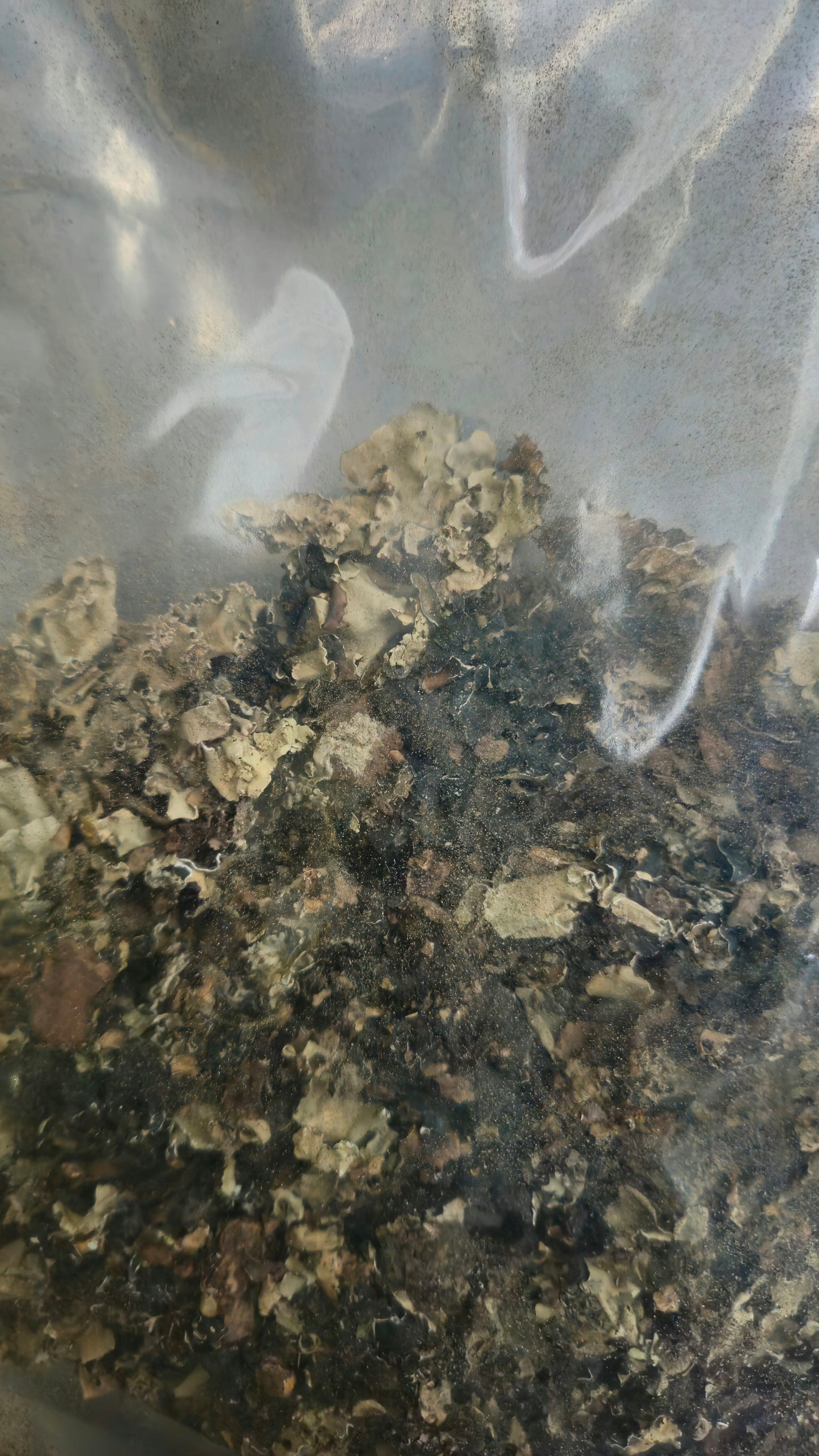 Diyaa Black stone flower (Kalpaasi -கல்பாசி) - 50 gm